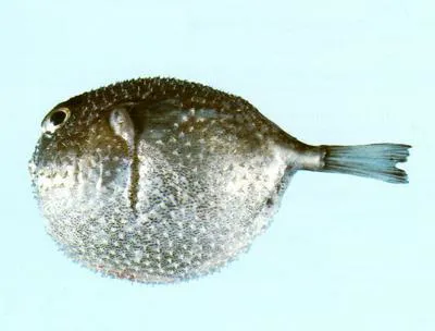 Spiny blaasop (Tylerius spinosissimus)