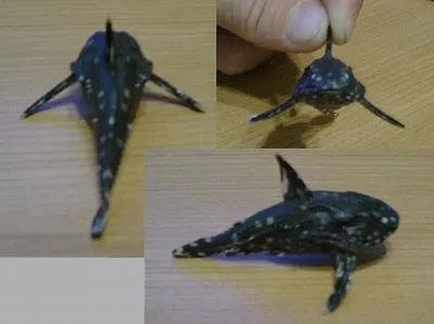 Spiny cat-fish (Agamyxis albomaculatus)