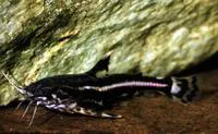 Spiny catfish (Acanthodoras cataphractus)