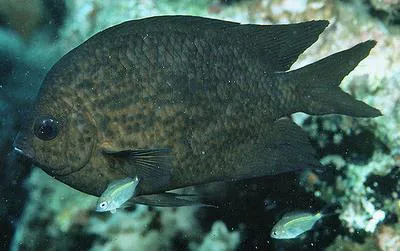Spiny chromis (Acanthochromis polyacanthus)