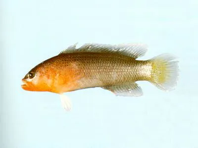 Spiny dottyback (Pseudochromis quinquedentatus)
