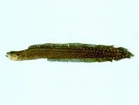 Spiny eel-blenny (Congrogadus spinifer)