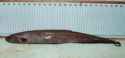 Spiny eel (Notacanthus chemnitzii)