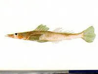 Spiny flathead (Kumococius rodericensis)