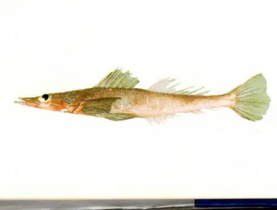 Spiny flathead (Kumococius rodericensis)