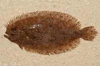 Spiny flounder (Pseudorhombus spinosus)