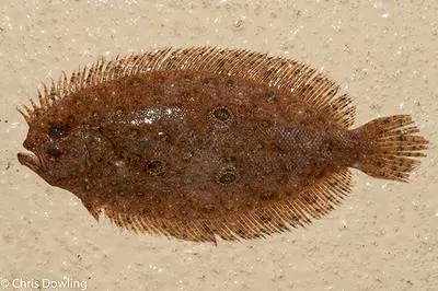 Spiny flounder (Pseudorhombus spinosus)