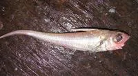 Spiny grenadier (Coelorinchus parallelus)