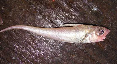 Spiny grenadier (Coelorinchus parallelus)