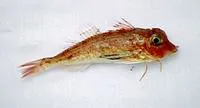 Spiny gurnard (Lepidotrigla dieuzeidei)