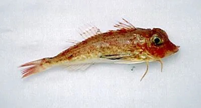 Spiny gurnard (Lepidotrigla dieuzeidei)