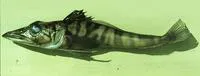 Spiny icefish (Chaenodraco wilsoni)