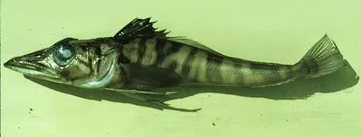 Spiny icefish (Chaenodraco wilsoni)