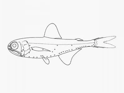 Spiny lantern fish (Myctophum spinosum)