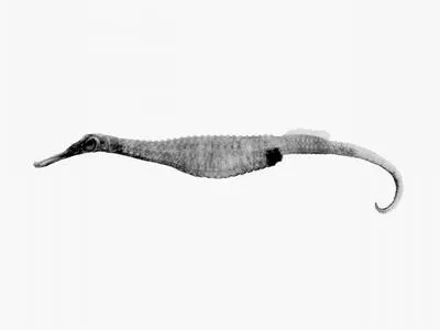 Spiny pipehorse (Solegnathus spinosissimus)