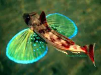 Spiny red gurnard (Chelidonichthys spinosus)