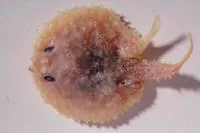 Spiny sea bat (Halieutaea brevicauda)