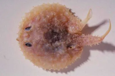 Spiny sea bat (Halieutaea brevicauda)