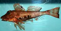 Spiny searobin (Prionotus alatus)