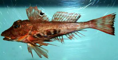 Spiny searobin (Prionotus alatus)