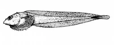 Spiny snailfish (Acantholiparis opercularis)