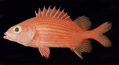 Spiny squirrelfish (Sargocentron lepros)