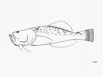 Spiny stargazer (Kathetostoma cubana)