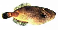 Spiny-tailed leatherjacket (Acanthaluteres brownii)