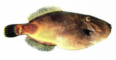 Spiny-tailed leatherjacket (Acanthaluteres brownii)