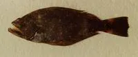 Spiny turbot (Psettodes bennettii)