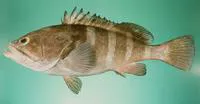 Spinycheek grouper (Epinephelus diacanthus)