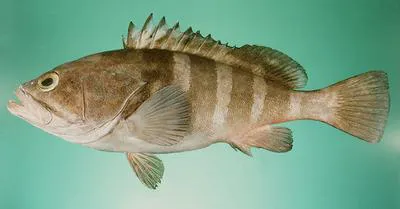 Spinycheek grouper (Epinephelus diacanthus)