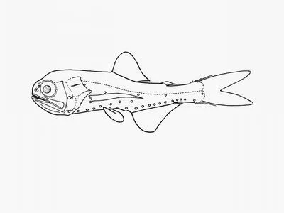Spinycheek lanternfish (Benthosema fibulatum)