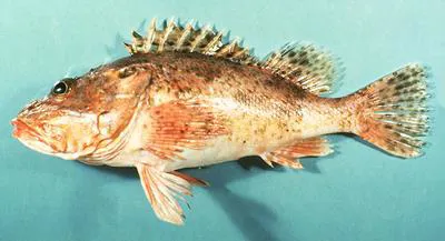 Spinycheek scorpionfish (Neomerinthe hemingwayi)