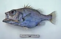Spinycheek seabass (Ostracoberyx paxtoni)