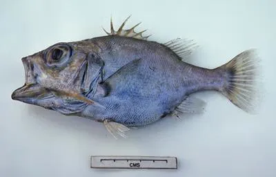 Spinycheek seabass (Ostracoberyx paxtoni)