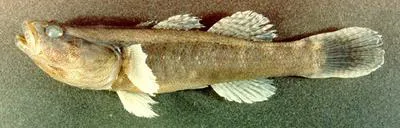 Spinycheek sleeper (Eleotris pisonis)