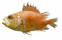 Spinycheek soldierfish (Corniger spinosus)