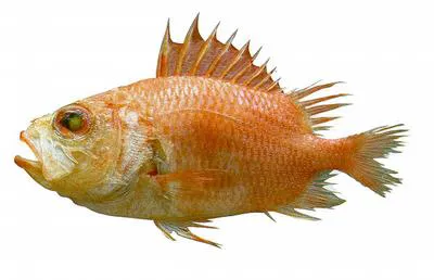 Spinycheek soldierfish (Corniger spinosus)