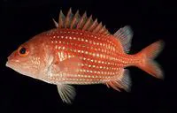 Spinyface soldier (Pristilepis oligolepis)