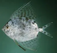 Spinyfin velifer (Metavelifer multiradiatus)