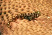 Spinyhead blenny (Acanthemblemaria spinosa)
