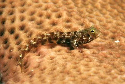 Spinyhead blenny (Acanthemblemaria spinosa)