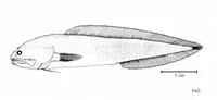 Spinyhead cusk (Hastatobythites arafurensis)
