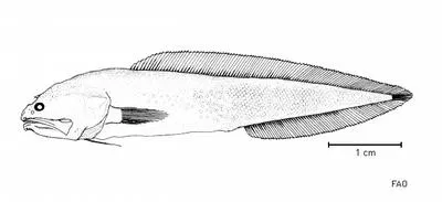 Spinyhead cusk (Hastatobythites arafurensis)