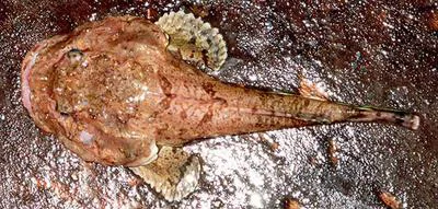 Spinyhead sculpin (Dasycottus setiger)