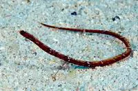 Spinysnout pipefish (Halicampus spinirostris)