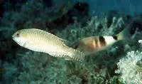 Spinytooth parrotfish (Calotomus spinidens)