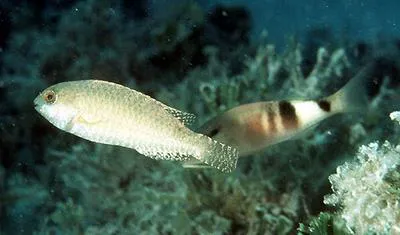 Spinytooth parrotfish (Calotomus spinidens)