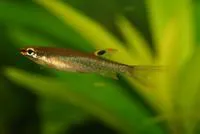 Splash tetra (Copella arnoldi)
